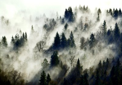 Mysterious Forest in Snoqualmie River Valley 262 