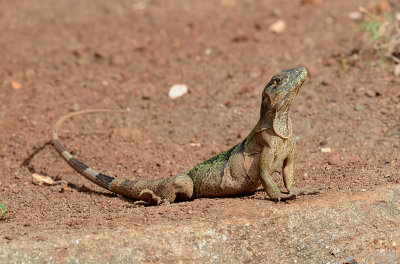 Iguana