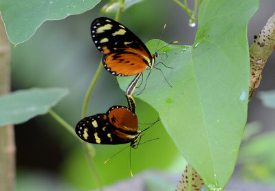 Heliconius Butterflies