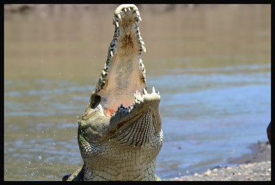 American Crocodile