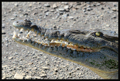 American Crocodile