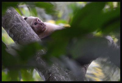 White-Faced Monkey