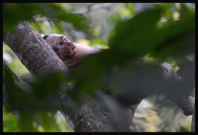 White-Faced Monkey