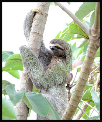 3-Toed Sloth