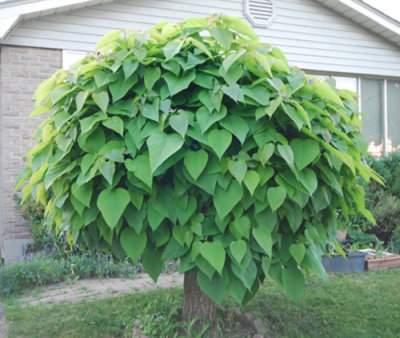 catalpa.jpg