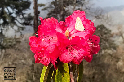 Flower in Spring of Bhutan