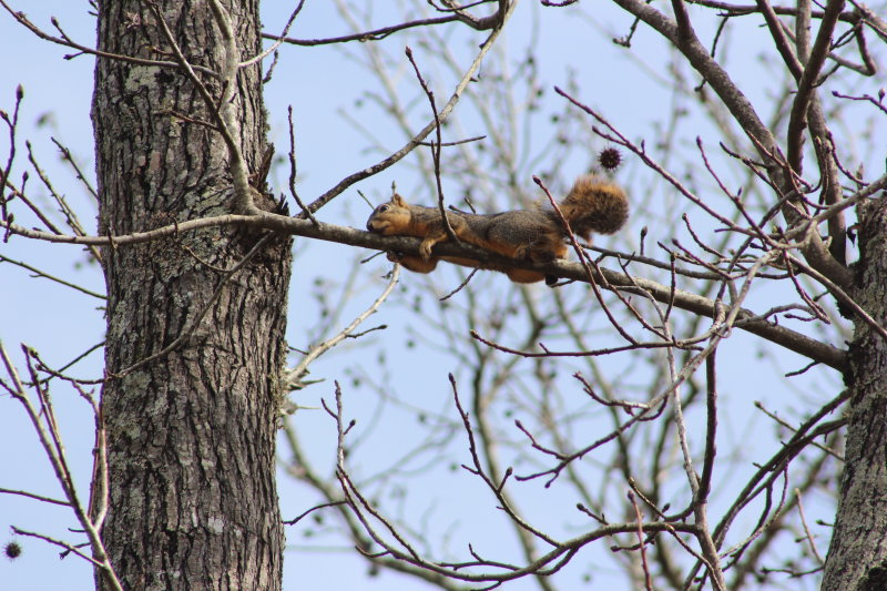 Squirrel laying on a branch