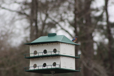 Bird on a house
