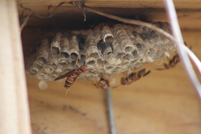 Wasp nest