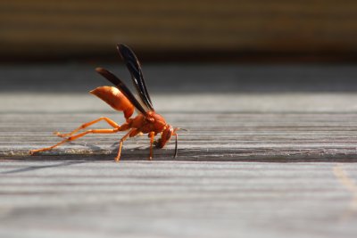 Another Wasp