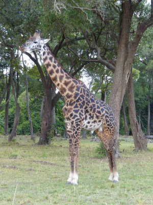 Masai giraffe-970