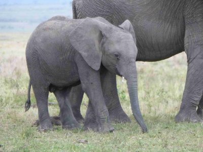 Young elephant-10037