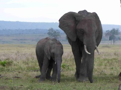 Mother and child-10041