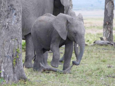 Young elephant-10055
