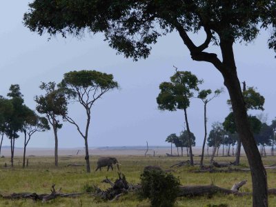 Elephant in the Musiara Marsh-10062