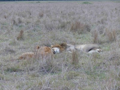 Lions mating-10088