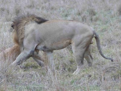 Lions mating-10091