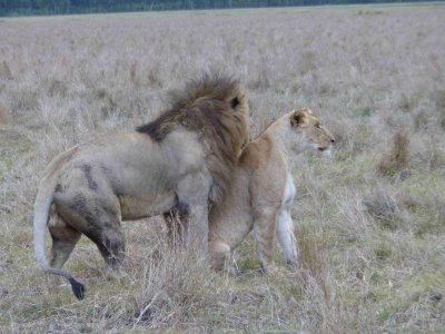 Lions mating-10092