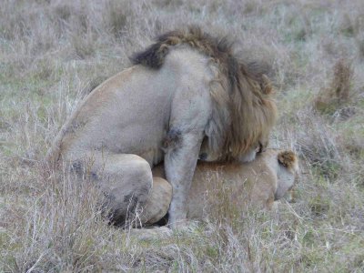 Lions mating-10094