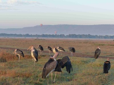 Marabou stork in the morning, ballons over the Mara-10117