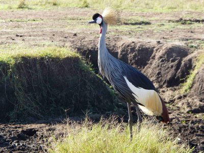 Grey crowned crane-10208