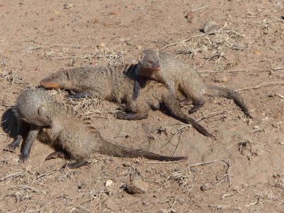 Mongoose-10213