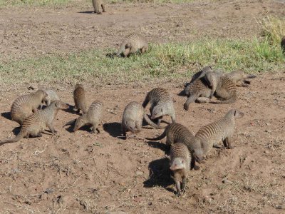Mongoose-10217