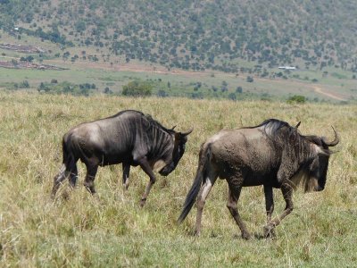 Wildebeest-10303