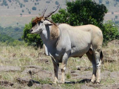 Eland, biggest of many we saw-10309