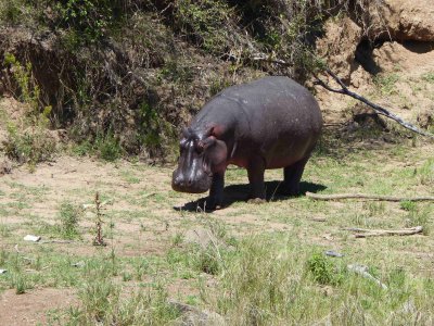 Hippo returning to the river-10316