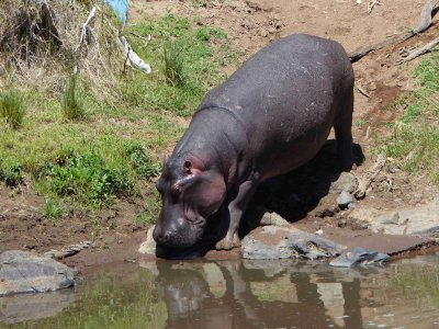Hippo returning to the river-10318