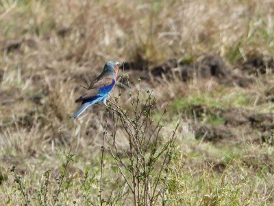 Lilac breasted roller-10340