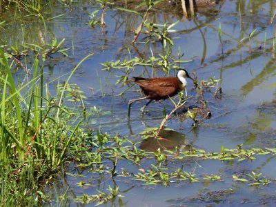 African Jacana in the marsh at Little Governors Camp-10701