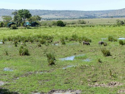 Warthogs in the marsh at Little Governors Camp-10709