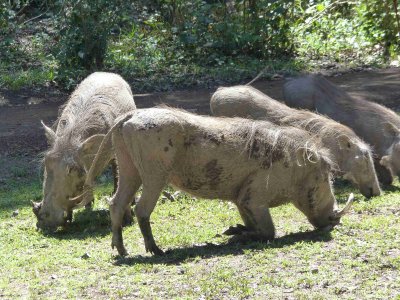 Warthogs at Little Governors Camp-10714