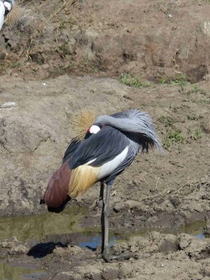Grey crowned crane-10746