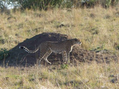 Cheetah, 3rd day, hunting again-10905