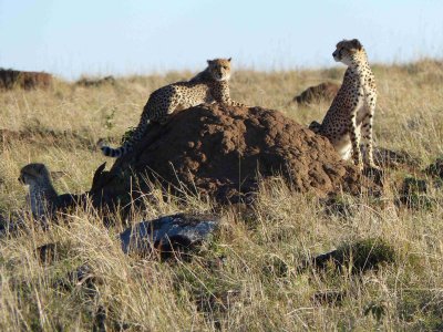 Cheetah, 3rd day, hunting again-10916