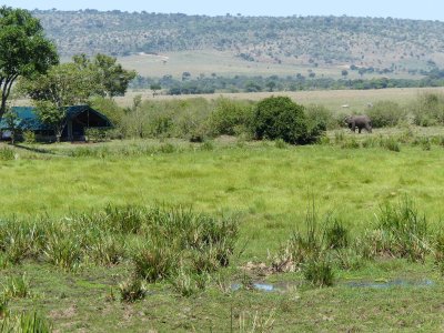 Elephant in the marsh at Little Governors Camp-20154