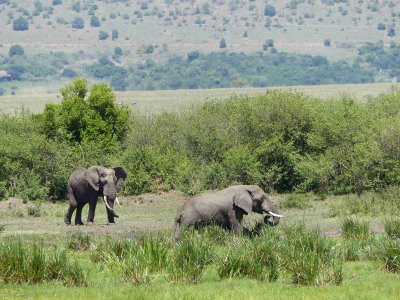 Elephants in the marsh at Little Governors Camp-20161