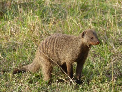 Mongoose-20418