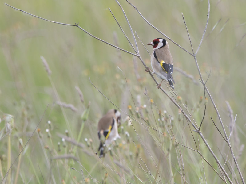 Carduelis carduelis
