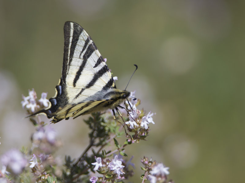 Iphiclides podalirius