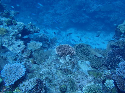 18 Coral fish.JPG