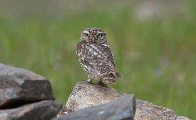 Little Owl  (Athene noctua)