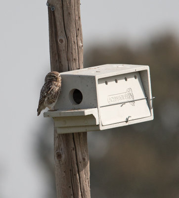 Little Owl (Athene noctua)