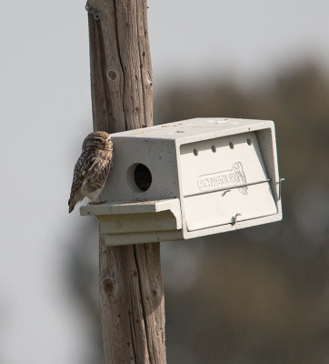 Little Owl  (Athene noctua)