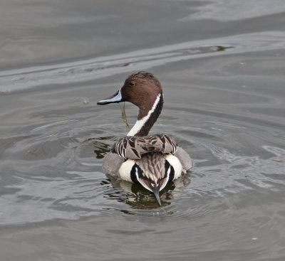 Pintail (Anas acuta)