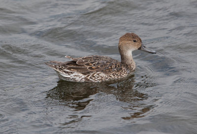 Pintail (Anas acuta)