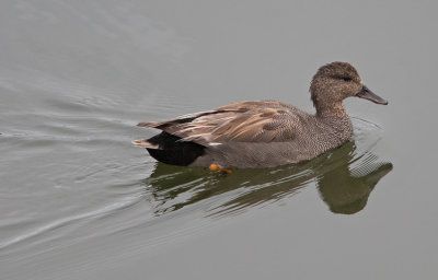 Gadwall (Anas strepera)